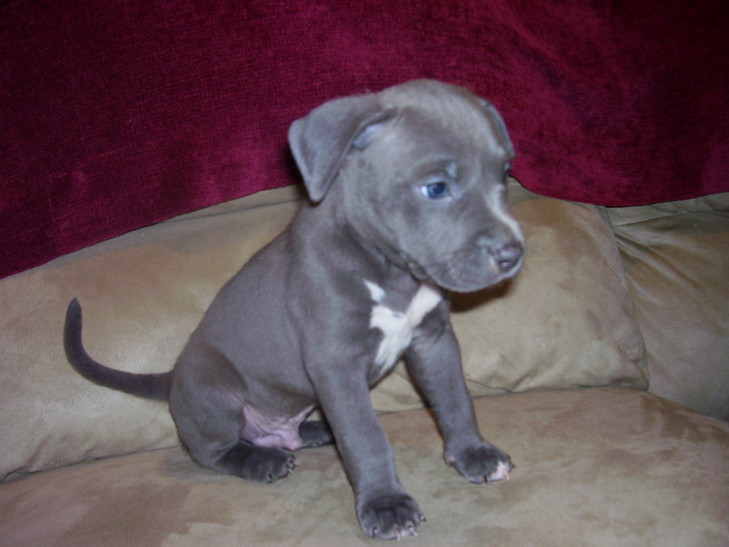 blue nose xxl pitbull puppies for sale